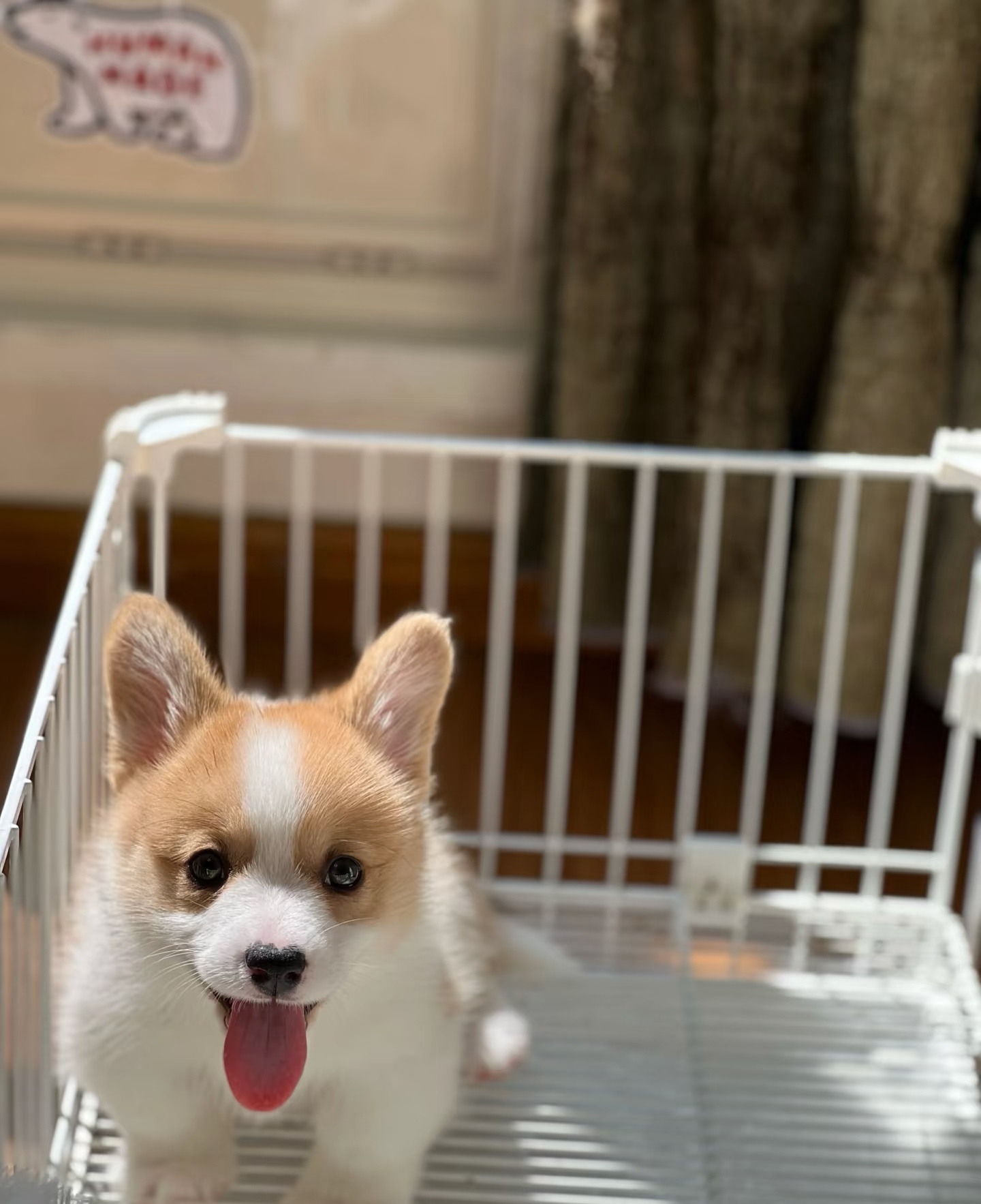 可爱柯基小短腿